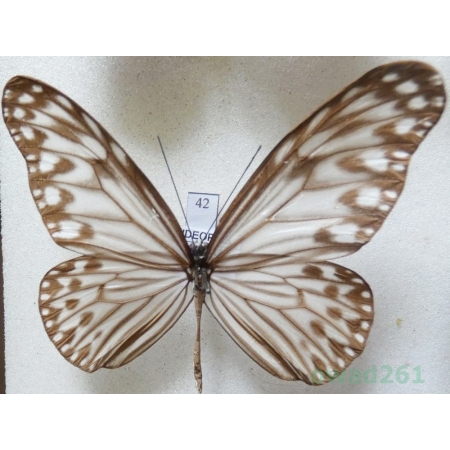 Ideopsis gaura (Horsfield, 1829) Malaysia 63mm42
